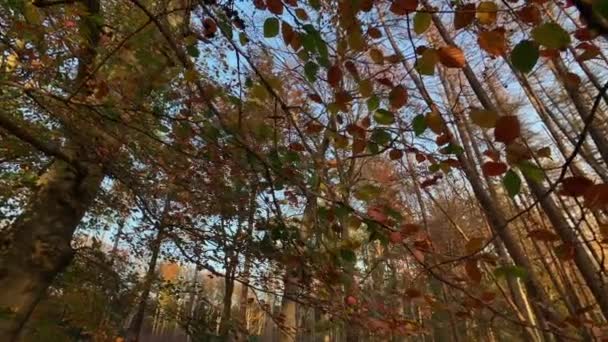 Χαμηλή Γωνία Άποψη Του Φθινοπώρου Δάσος Δέντρα Gimbal Πυροβόλησε Φόντο — Αρχείο Βίντεο