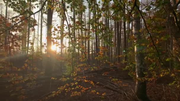 Groupe Arbres Forestiers Automne Coucher Soleil Avec Cardan Mobile Arrière — Video