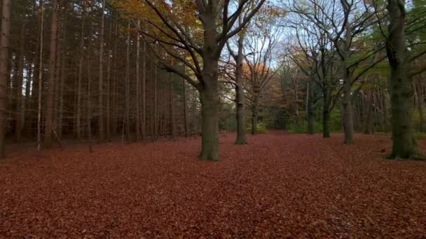 Orman Zemini Kırmızı Sonbahar Yapraklarıyla Kaplı — Stok video