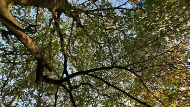 Вид Низький Кут Великої Групи Осінніх Лісових Дерев Обертаються Знімок — стокове відео