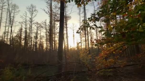 Grupa Jesiennych Drzew Leśnych Zachodzie Słońca Ruchomym Gimbal Strzał Natura — Wideo stockowe