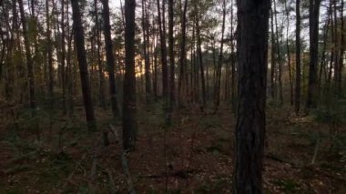 Günbatımında bir grup sonbahar ormanı ağacı..