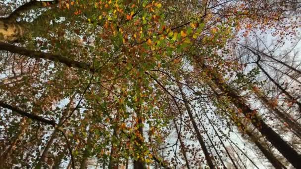 Nízký Úhel Pohledu Velkou Skupinu Podzimních Lesních Stromů Rotující Záběr — Stock video