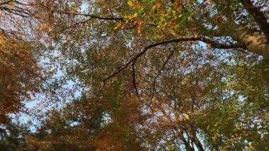 Sonbahar ormanı ağaçları doğayı çekiyorlar..