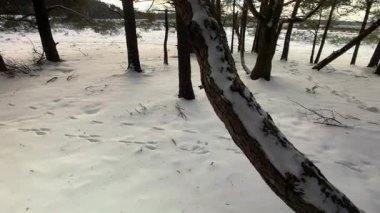 Kış fundalığı karları doğayı kaplamıştı.. 