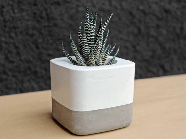 İskandinav iç mimarisinde beton tencereyle sulandırılmış, duvar arkası dokulu. Ev bitkisi tarzı tavan arası.