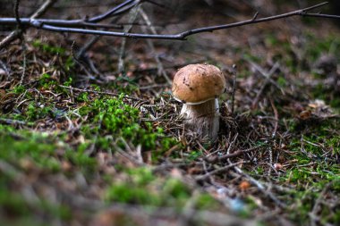  Küçük bir mantar büyük ağaçların arasında büyüdü. Kahverengi bir şapkası ve pürüzlü bir bacağı var. Kusursuzluğunun ve mükemmelliğinin görüntüsü büyüleyicidir..