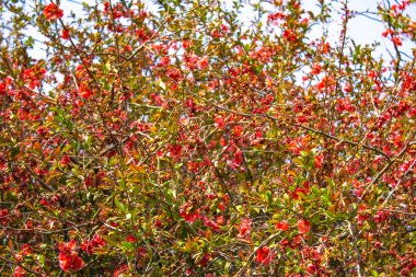  Çiçek açan bir ağacın canlı filizlerinin yapısal arka planı. Marul ve pembe-kırmızı renkler birbirine karışır ve uyum sağlar..