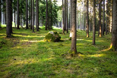 Çam ormanında eşsiz bir orman. Güneş, ağaçların yoğun gölgesinden ulaşabileceği bazı kısımları aydınlatıyor. Ormanın ortasında yalnız bir taş..
