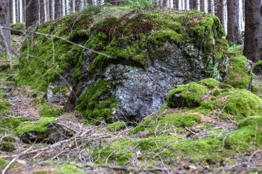  Orman taşlarının, yosunların, düşen yaprakların ve ağaç dallarının yapısal arka planı. Yosun taşa benziyor, battaniye gibi. Samimi ve nazik.