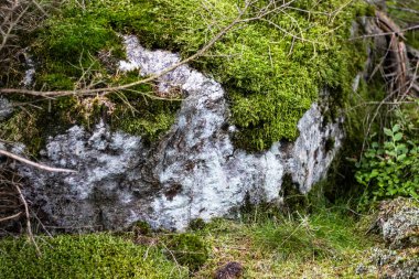  Taşın üzerindeki yosunlar, Dünya 'nın kabuğundan büyük bir taş yüzeye çıktı. Üzerinde farklı renkte yosun oluştu..