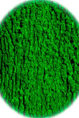 Ağaç kabuğunun yapısal arka planında ağaç kabuğunun alışılmadık bir rengi var. Absürtlük büyüler.