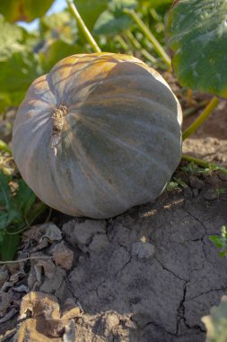 Bahçede büyüyen bir balkabağı, bahçede büyüyen yeşil sarı bir balkabağı. Yuvarlak bir balkabağı entrikasının üzerinde uzanır, güneşin yumuşak ışınlarında yıkanır ve büyük yapraklarının altında saklanır..