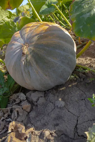 Bahçede olgun bir balkabağı. Bahçedeki büyükannenin evinde büyük bir balkabağı yetişiyor. Doğrudan güneş ışığından korunmak için büyük yaprakları var. Yulaf lapası ondan yapılır, kekler pişer. Cadılar Bayramı için fenerleri söndürün..