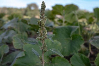 Bahçedeki genç bitkiler, yetiştirilen bitkiler arasında Shchyriy büyür. Tohumlarının olgunlaşmasının başlangıcında ladin. Sebze bahçesinde ya da bahçede yetişir. Sıradan bir ot olduğu için zarar verir.. 