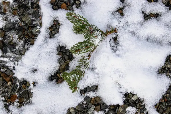 a closeup shot of a frozen plant..Textured background from natural materials. A small pine branch lies among the snow and pebbles.She is not comfortable and would like to continue to be with the tree as one whole.