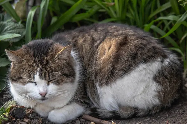 Büyük tüylü bir kedi çalıların altında dinleniyor. Kedi tanıdık ve samimi görünüyor, ona sarılmak istersin..