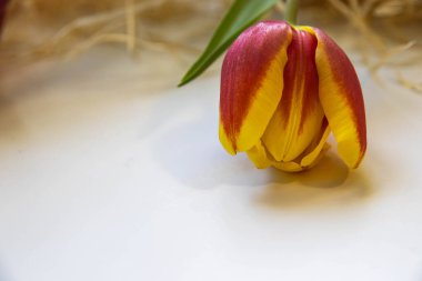 Beyaz arka planda yakın plan canlı bir lale. Hollanda lalesi bize bahar getiren popüler, dekoratif bir çiçektir..