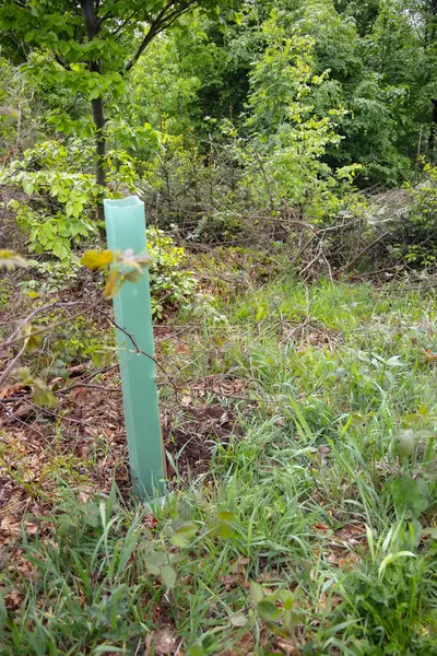 Yeşil orman ve ağaçların arka planında plastik koruma altında dikilmiş ağaç. İnsan çevresinin korunması kavramı. Ağaçlar için gübre olarak kullanılan çalılara yeni ağaçlar dikmek..
