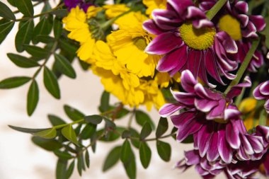 Parlak bir buket çiçek. Yakın plan. Parlak mor ve sarı çiçekli bahçe kasımpatıları. Kasımpatı uyumu, uzun yaşamı ve mutluluğu sembolize eder..