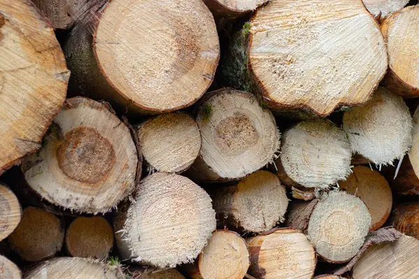 Kesilen tahtadan ahşap bir arka plan. Yuvarlak tahta kesikleri. Çeşitli tasarım projeleri için yapısal arkaplanlar.