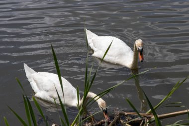 Yazın vahşi doğada iki beyaz kuğu. Bir çift kuğu, yiyecek arıyor. Vahşi doğada kuşların korunması. Kaçak avcılarla savaş.