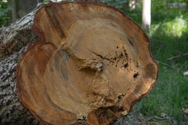 Bagaj bölümünün yakın çekimi. Bu bölüm, tahtanın yaşının belirlenebileceği yıllık halkaları gösteriyor. Bagaj bölümünün dokulu arka planı. Dekoratif duvar kağıdı.