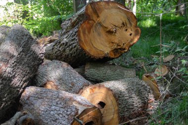 Ormandaki yeşil bir düzlükte büyük bir ağaç gövdesi yığını. Bagajda kocaman bir ağaç kabuğu var. Ağaç kabuğunun yapısal arkaplanı.