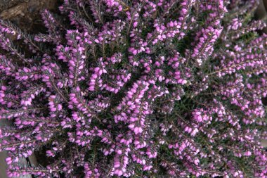 Yaygın kenevir ya da Erica otu korunmayı ve güvenliği simgeler. Yeşil iğne benzeri yapraklar arasında mor çan şeklinde çiçekler renkli bir zemin oluşturur. Çiçekler sarkmış, yarışlarda toplanmış..