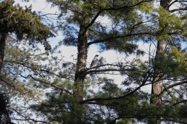 Çam dalları arasında gri bir karga bir dala oturur ve uzaklığa bakar. Mavi gökyüzüne karşı kozalaklı ağaç dalları ve gövdeler. Karga çok zeki ve sosyal bir kuştur..