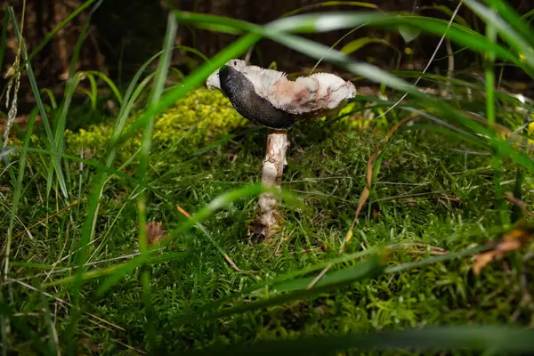 Islak yosunların arasından yalnız bir mantar yükselir. Siyah kadife gibi şapkasının üzerinde bir salyangoz zarif bir şekilde kıvrılır. Doğanın her elementi kendi hayatını yaşar. Mantar ve salyangoz, orman krallığının yaşayan tek bir resminin parçasıdır..