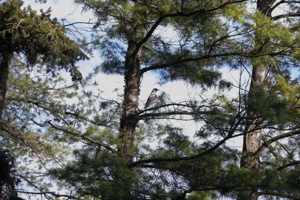 Çam dalları arasında gri bir karga bir dala oturur ve uzaklığa bakar. Mavi gökyüzüne karşı kozalaklı ağaç dalları ve gövdeler. Karga çok zeki ve sosyal bir kuştur..