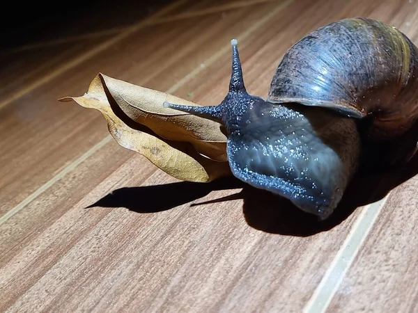 Giant snail capable of destroying crops, giant snail capable of destroying crops, Giant African snails are the largest and most harmful of the land snails