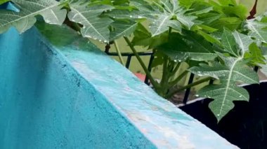 Turkuaz blok duvar, ferahlatıcı bir yağmurdan sonra yemyeşil papaya yapraklarını destekler. Görüntü, tropikal bir canlılık hissi uyandırıyor..