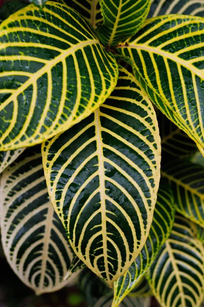 stock image Close-up on variegated ficus leaves, a stunning blend of green and yellow. Nature s intricate art captured in vibrant detail.