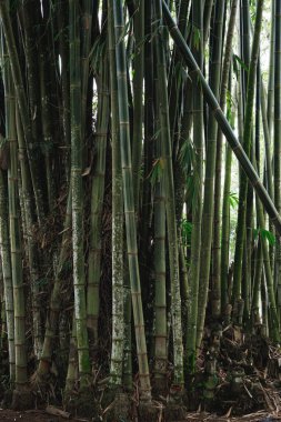 Güneydoğu Asya 'daki Endonezya' daki Bambu Ormanı.