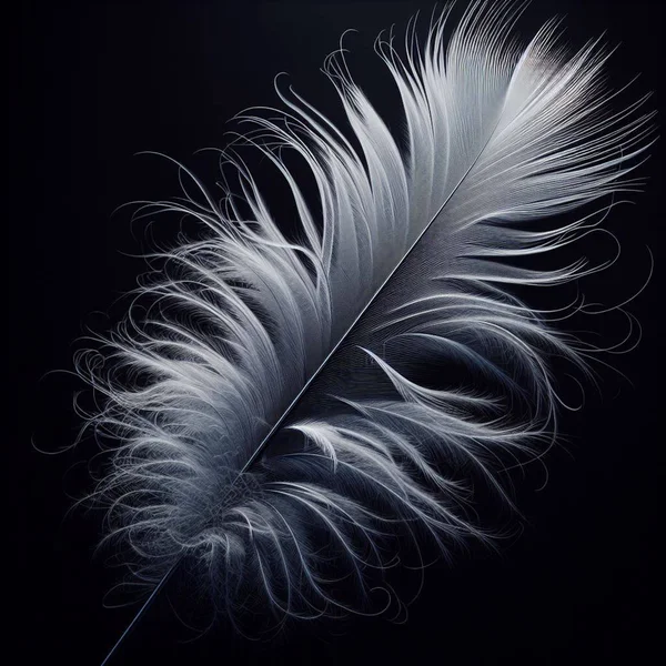 white bird feather, black feather, isolated on black background