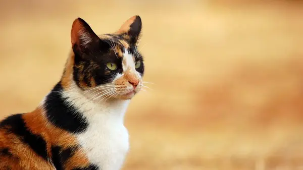 Porträt Einer Schönen Katze — Stockfoto