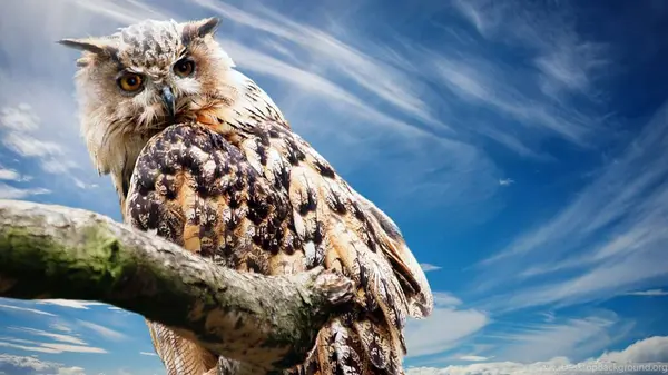 Eagle Owl Feathers Wildlife Bird — Stock Photo, Image