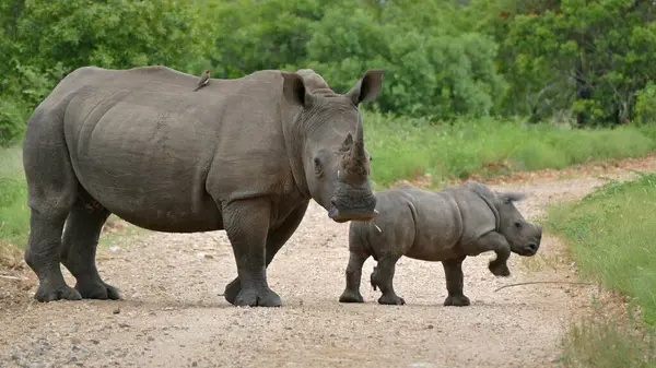 a white rhino and a black rhino in the zoo