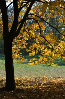Parkta altın bir ağaç