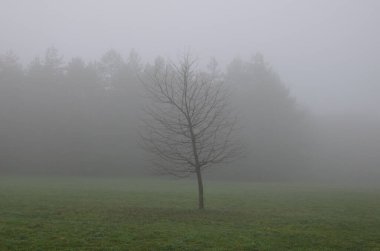 Ağaçlar ve sisli sisli orman