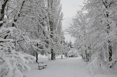 Güzel kış gününde Karlı Park