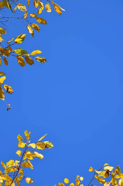 Minimalist autumnal shot with yellow leaves on the blue sky