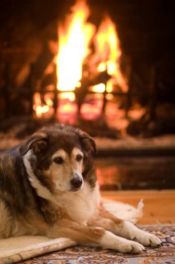 Köpek ateşin başında dinleniyor.