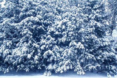 Snow on Cedar trees. clipart