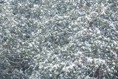 Bir kar fırtınası'ndan sonra ağaçlar kar kaplı. 