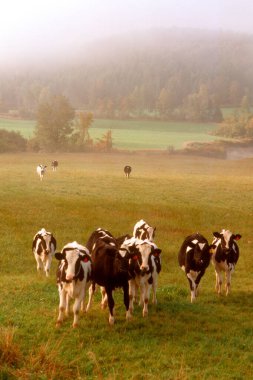 Holsteins Vermont 'ta sisli bir sabahta.