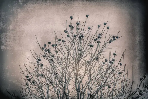 Sığırcıklar soğuk bir yaz gününde güneye göç etmek için toplanıyorlar..