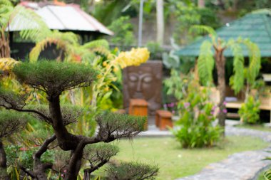 Endonezya 'daki tropik bahçe